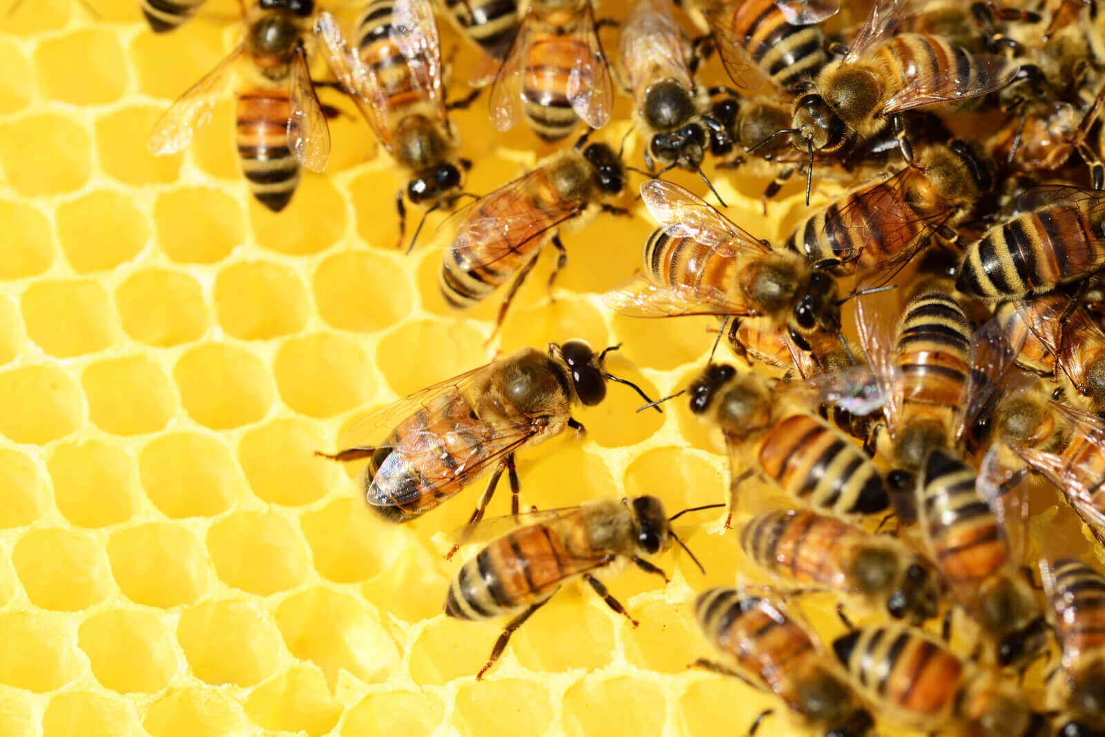 IoT e sostenibilità ambientale bees