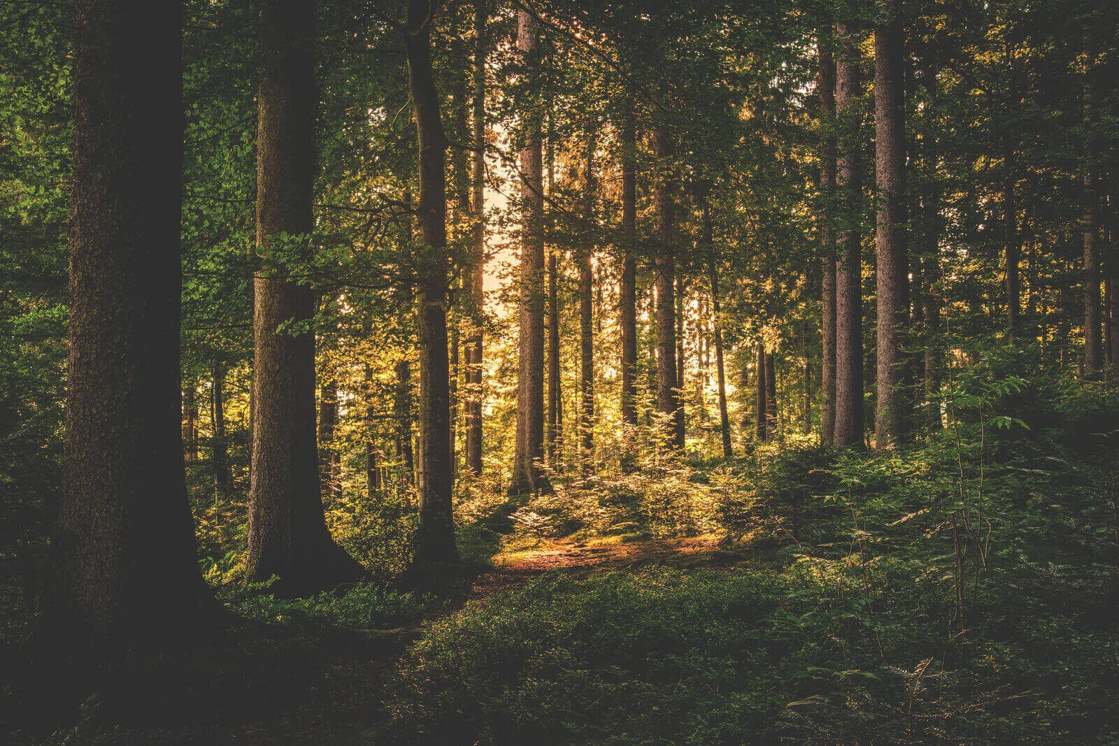 IoT e sostenibilità ambientale foresta